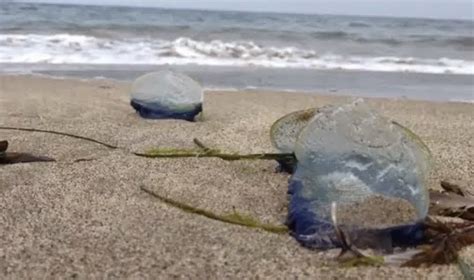  Velella Velella: Jelatinimsi Bir Çöl Canavarı mı? Yoksa Dalgalarla Dans Eden Zarif Bir Balenin Küçük Hali mi?