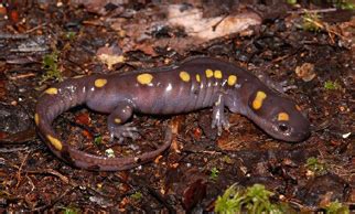  Yellow-Spotted Salamander: A Curious Amphibian that Embraces Metamorphosis and Lurks beneath Decaying Logs!