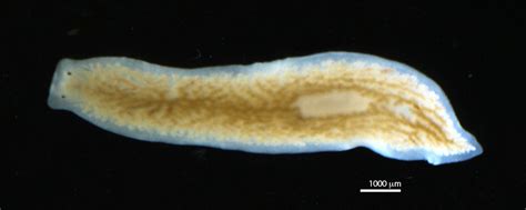 Dendrocoelum! A Flatworm Feasting on Decomposing Debris