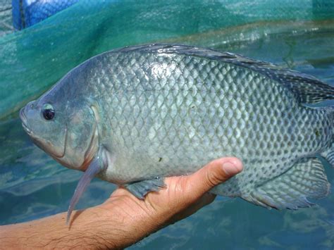 Nile Tilapia: An Omnivorous Wonder With Gills That Breathe Life Into Freshwater Ecosystems!