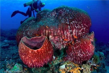  Barrel Sponge: Discover the Underwater World of This Giant Filter Feeder!