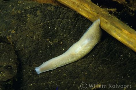  Dendrocoelum! An Amazing Tiny Creature With A Thirst For Decaying Matter