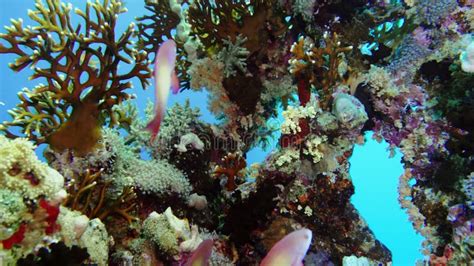  Millepora! Bu Renkli Mercan Kolonileri ve Zararlı Ölümlü Dokunuşlarıyla Tanıdık Olun