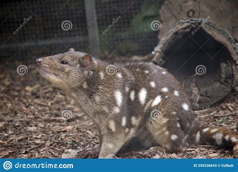 Quoll! Discover these Agile Marsupials with their Carnivorous Prowess