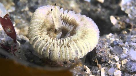  Sabellid Worm:  Discover the Enchanting Secrets of This Tube-Dwelling Master Builder!