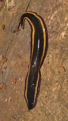  Vaughtia:  An Unassuming Flatworm Embracing Aquatic Stealth and Remarkable Regeneration!