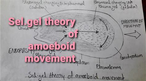  Willcoxina: An Amoeboid Master of Transformation Hiding in Plain Sight!